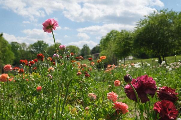 Blooming flowers in Spring