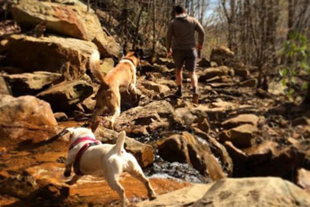 Dogs Crossing Stream