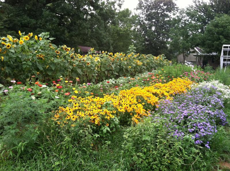 Flying Turtle Farm Flowers