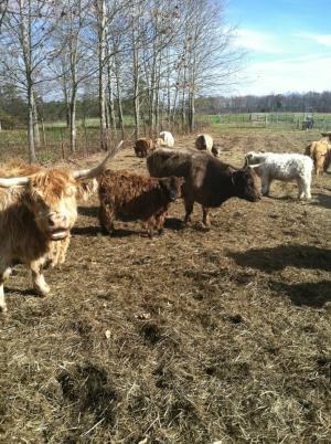 Flying Turtle Farm - Cows
